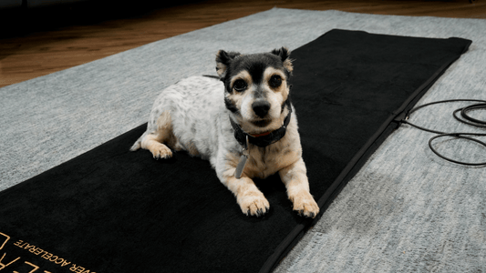 PEMF Therapy for Pets: How It Can Improve Your Pet’s Health and Well-being
