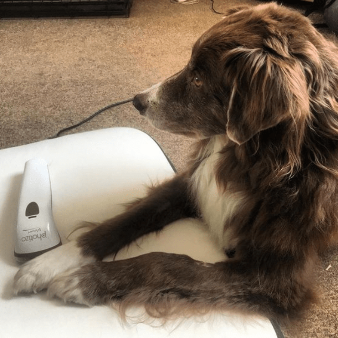 Using PEMF on Animals