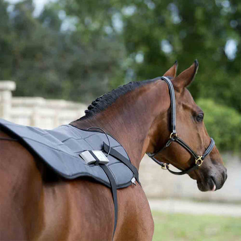 OMI PEMF horse blanket applied on back 