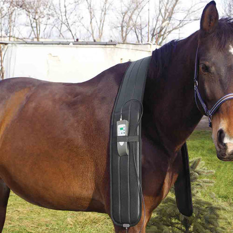 OMI PEMF horse shoulder applicator on horse shoulder