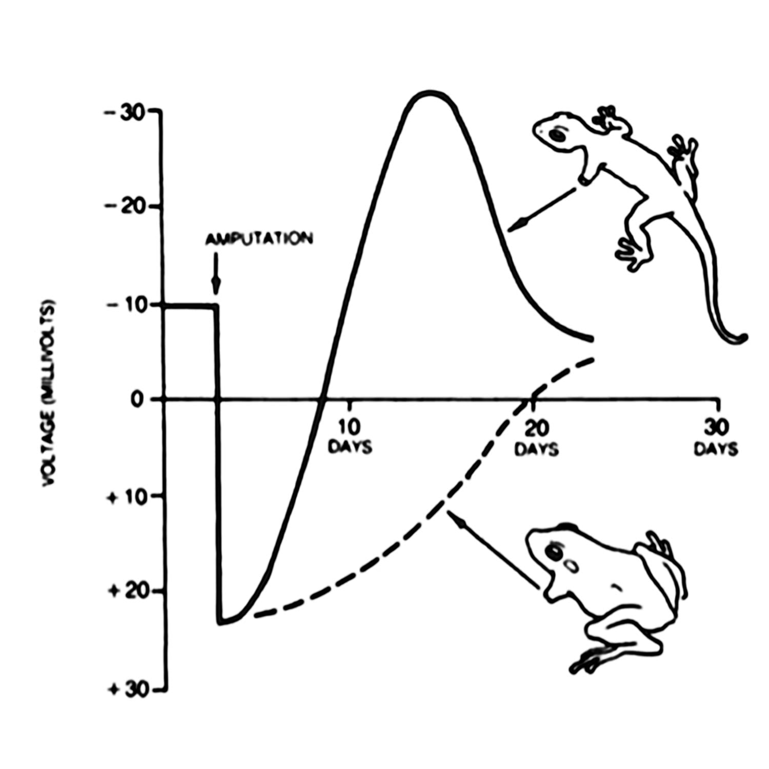 Robert Beckets, famous frog leg experiments