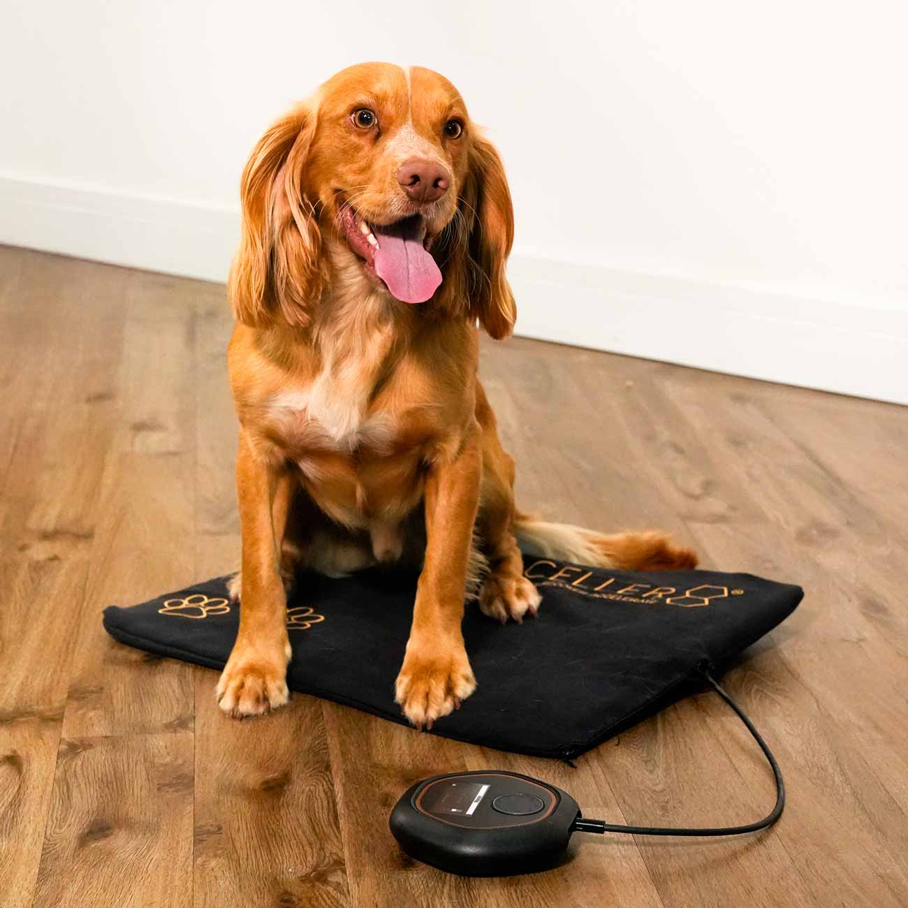 Dog sitting on PEMF mat