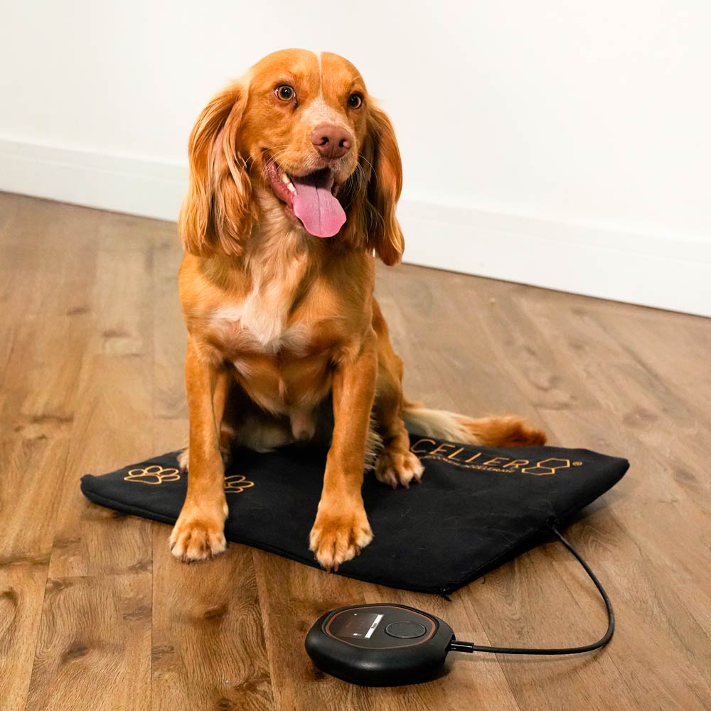 Dog sat on CELLER8 pet mat