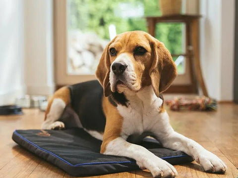 Petspemf pad for dogs