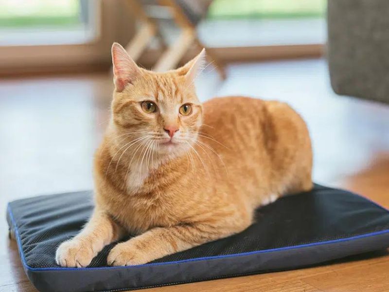 Petspemf pad for cats